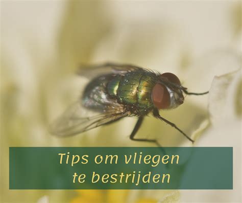 vliegen bestrijden tips.